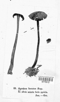 Laccaria laccata image